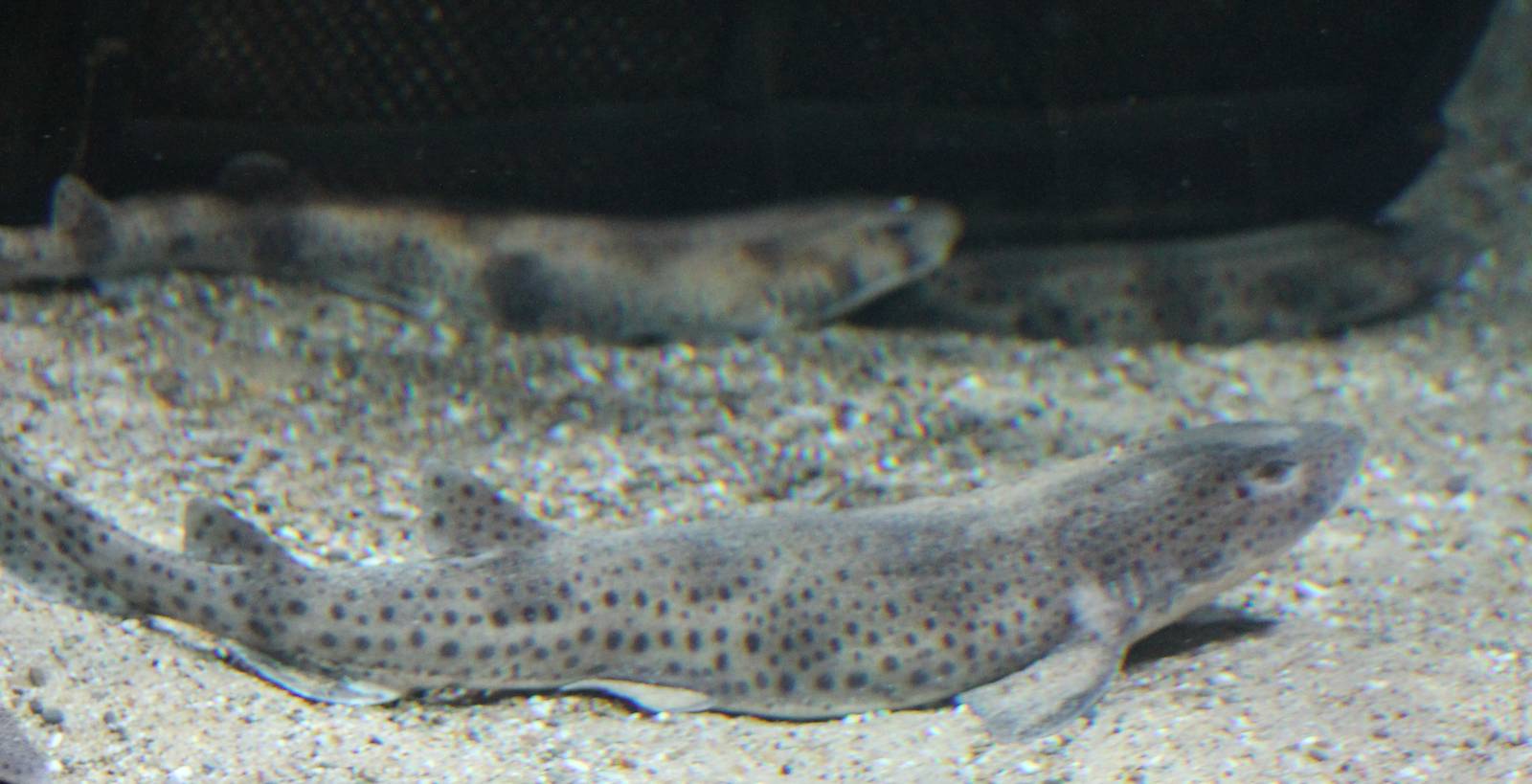 Small-spotted catsharks
