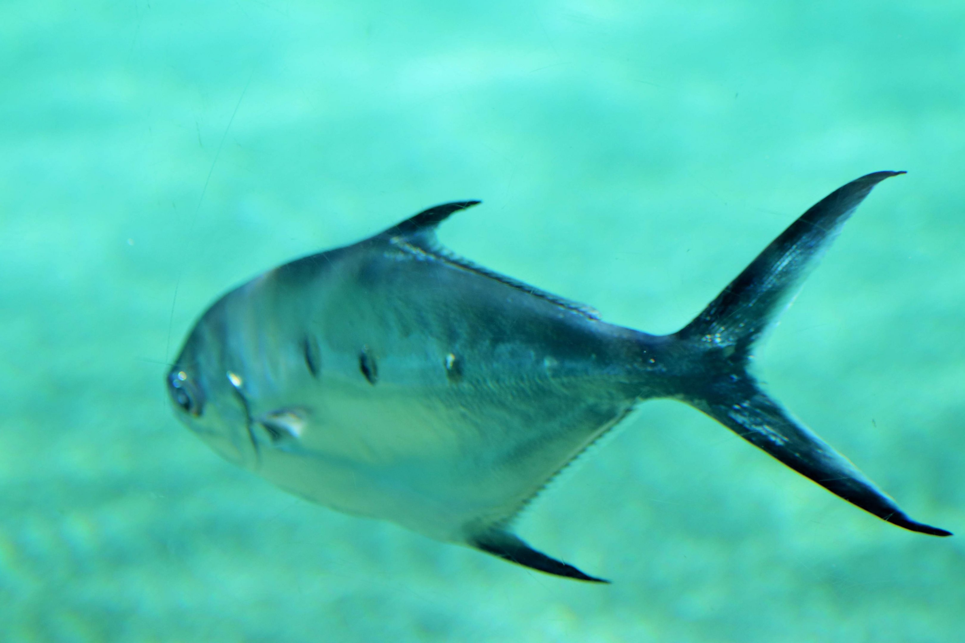 Small-spotted Dart (Trachinotus bailloni)