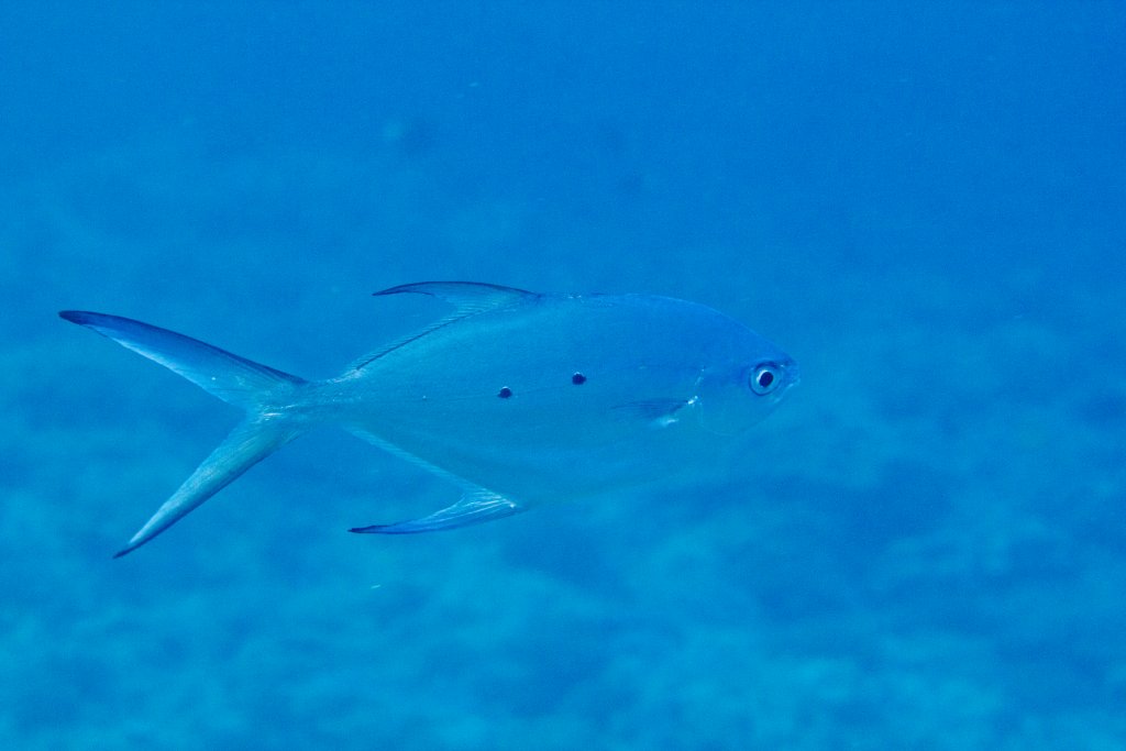 Small-spotted Dart (Trachinotus baillonii)