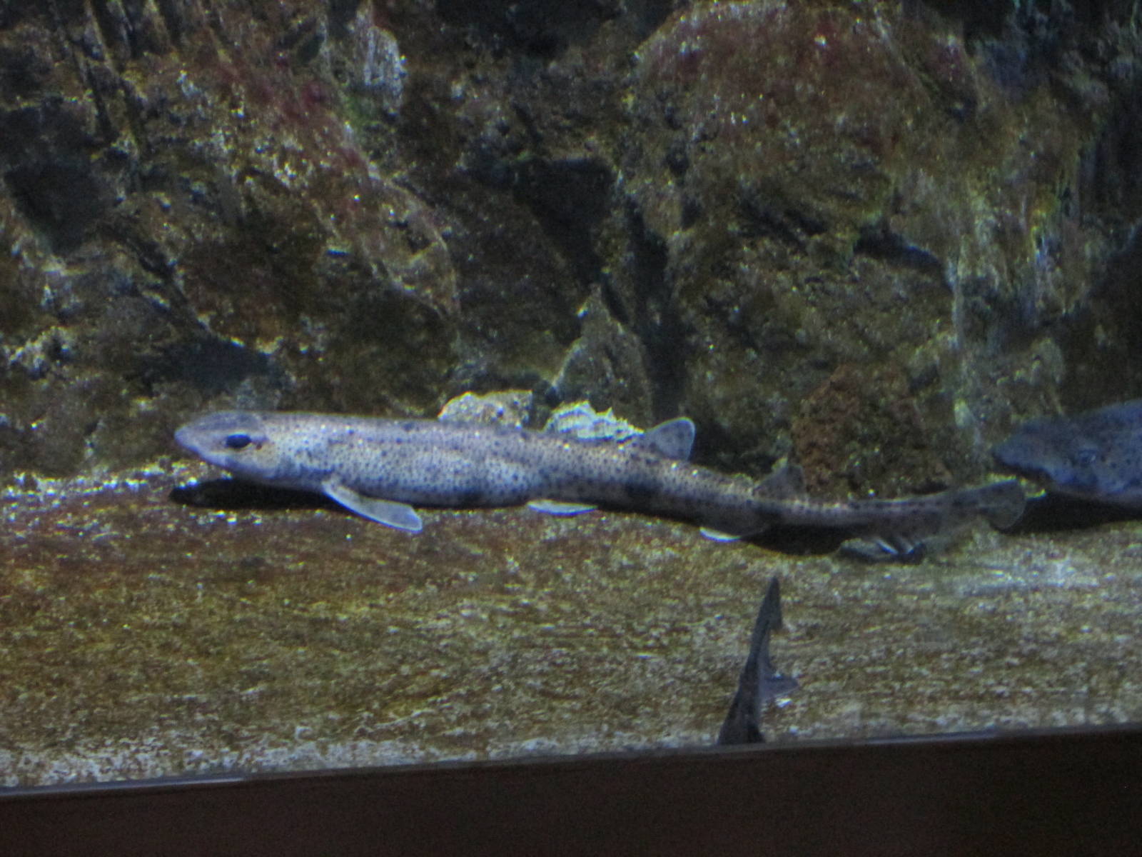small spotted dogfish aquarium barcelona