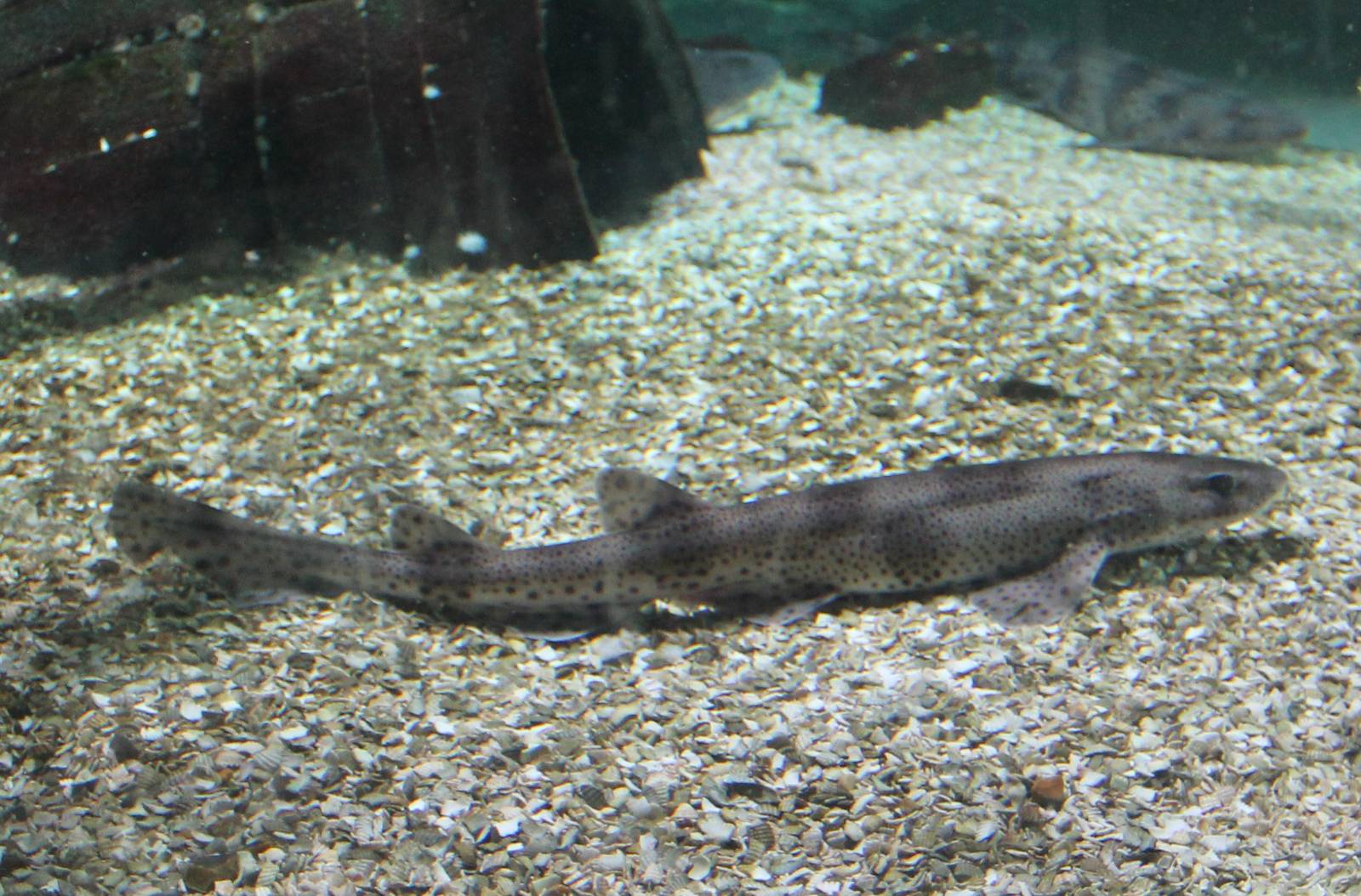 Small-spotted dogfish