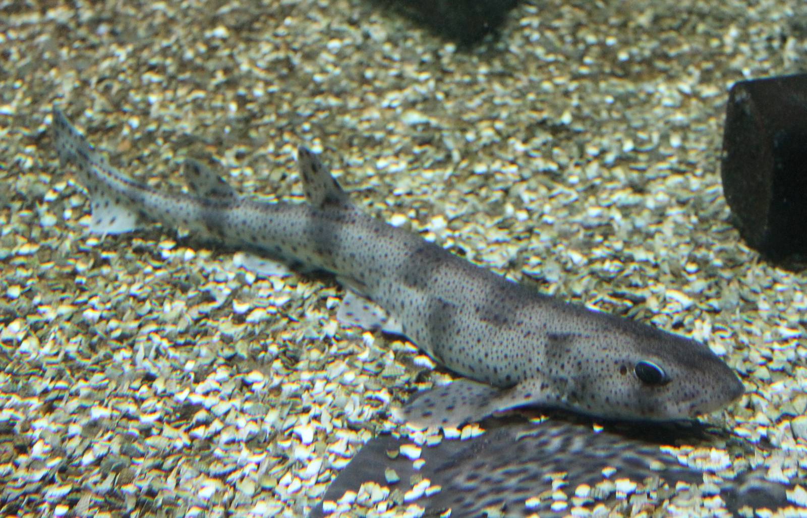 Small-spotted dogfish