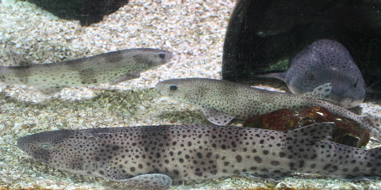 Small-spotted dogfishes