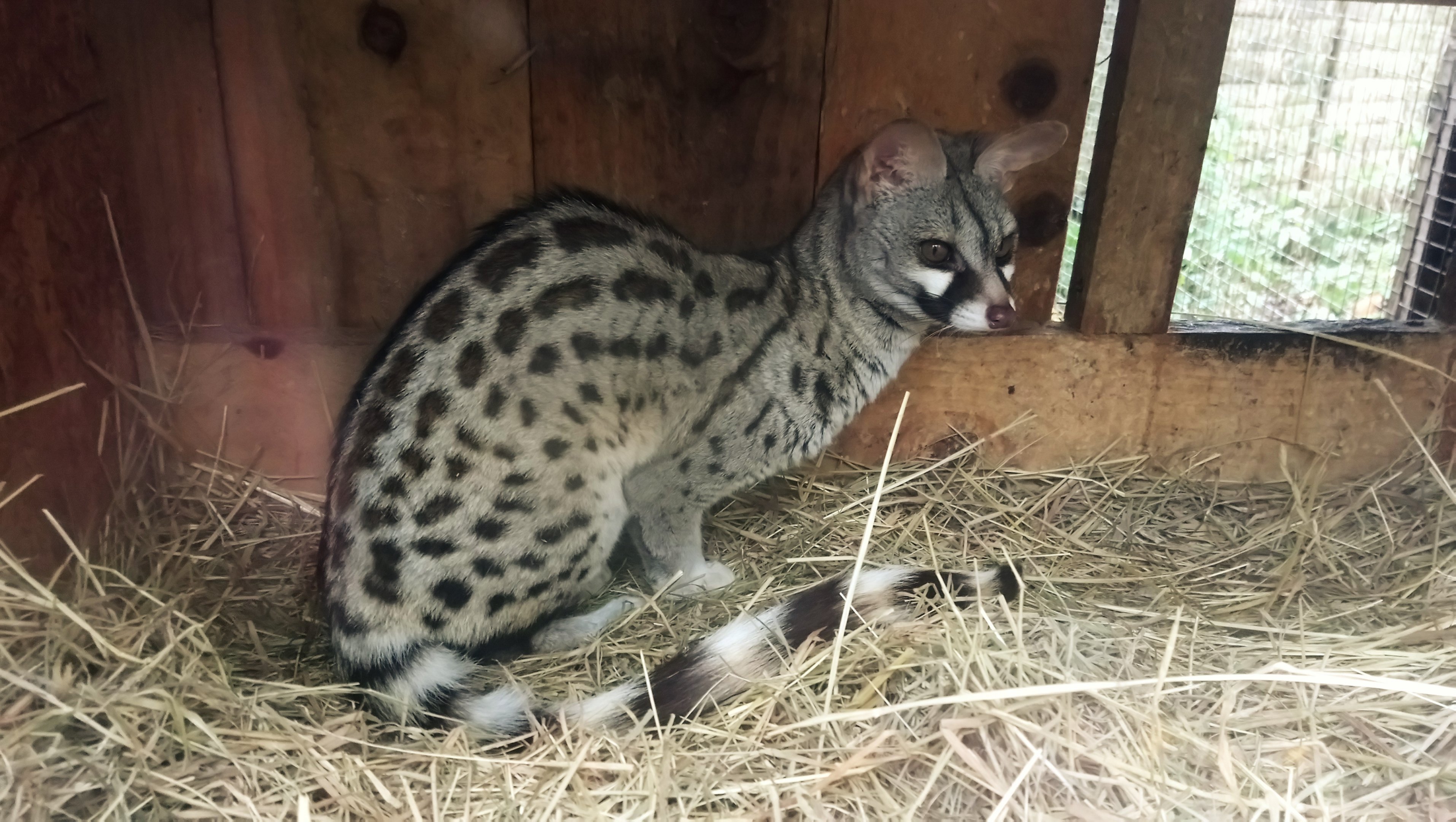 Small-spotted Genet at Axe Valley, 02/11/19
