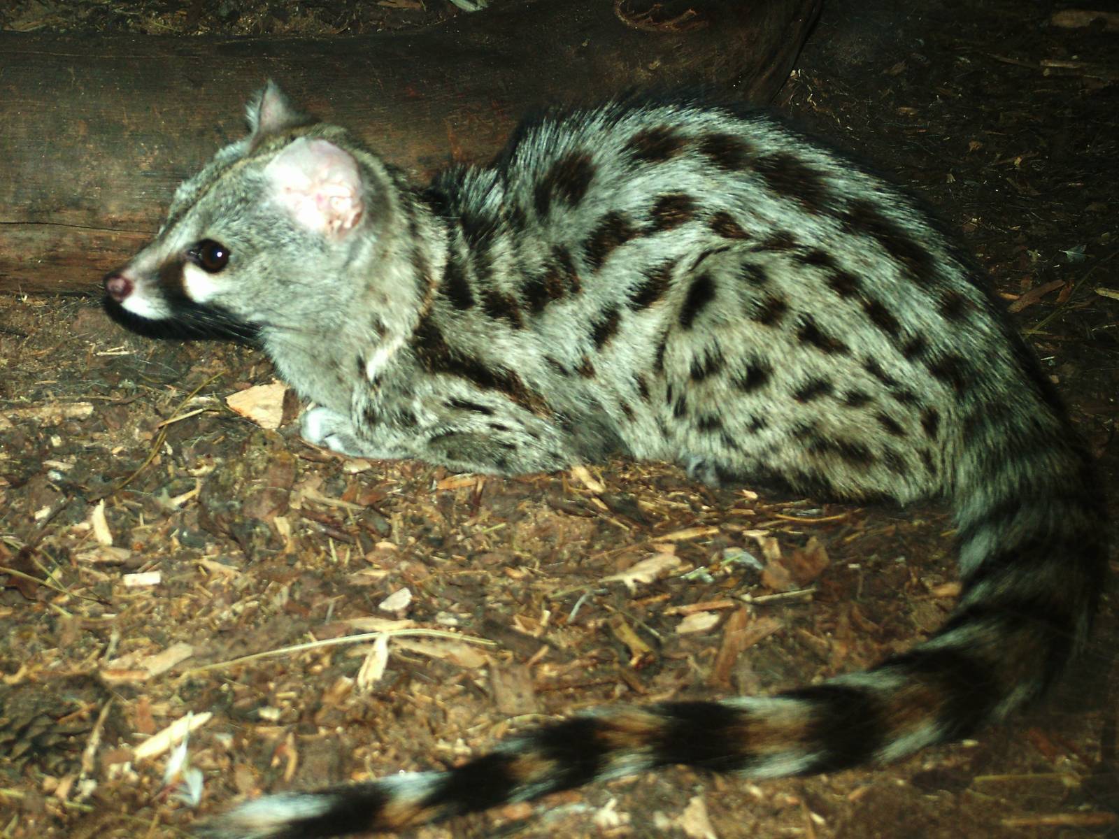 Small-spotted Genet at Chomutov, 30/08/12