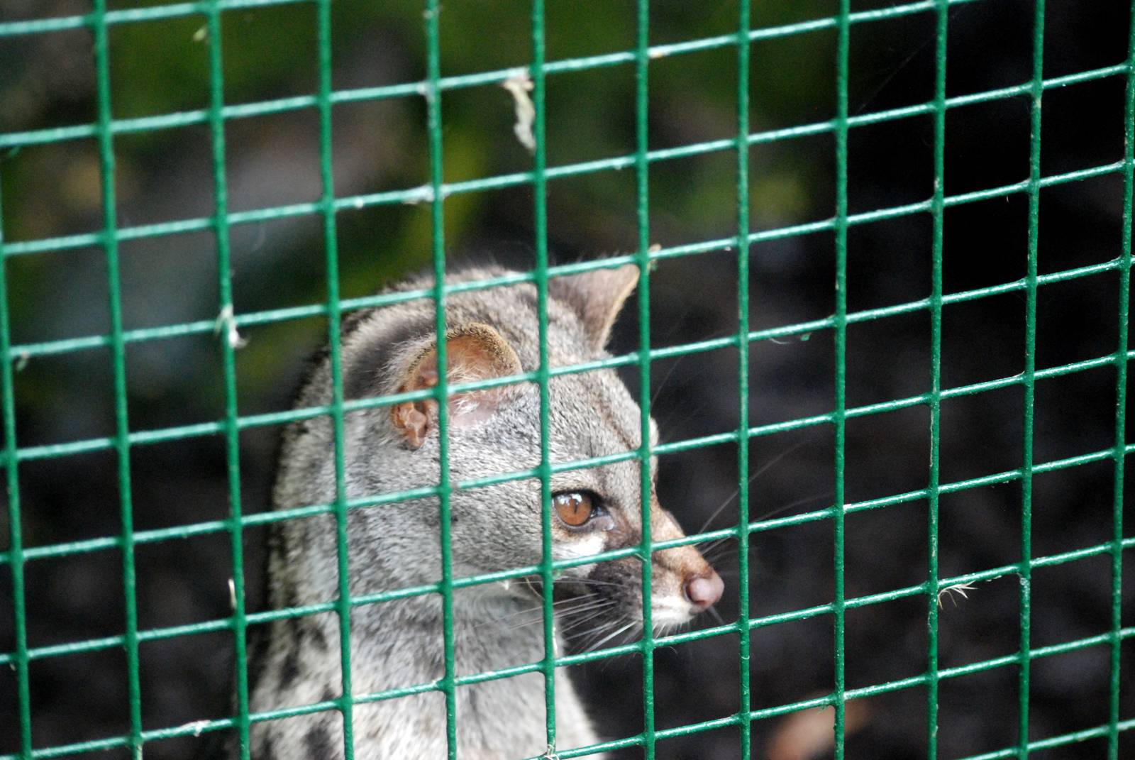 Small-spotted Genet at Santillana del Mar, 13/06/15