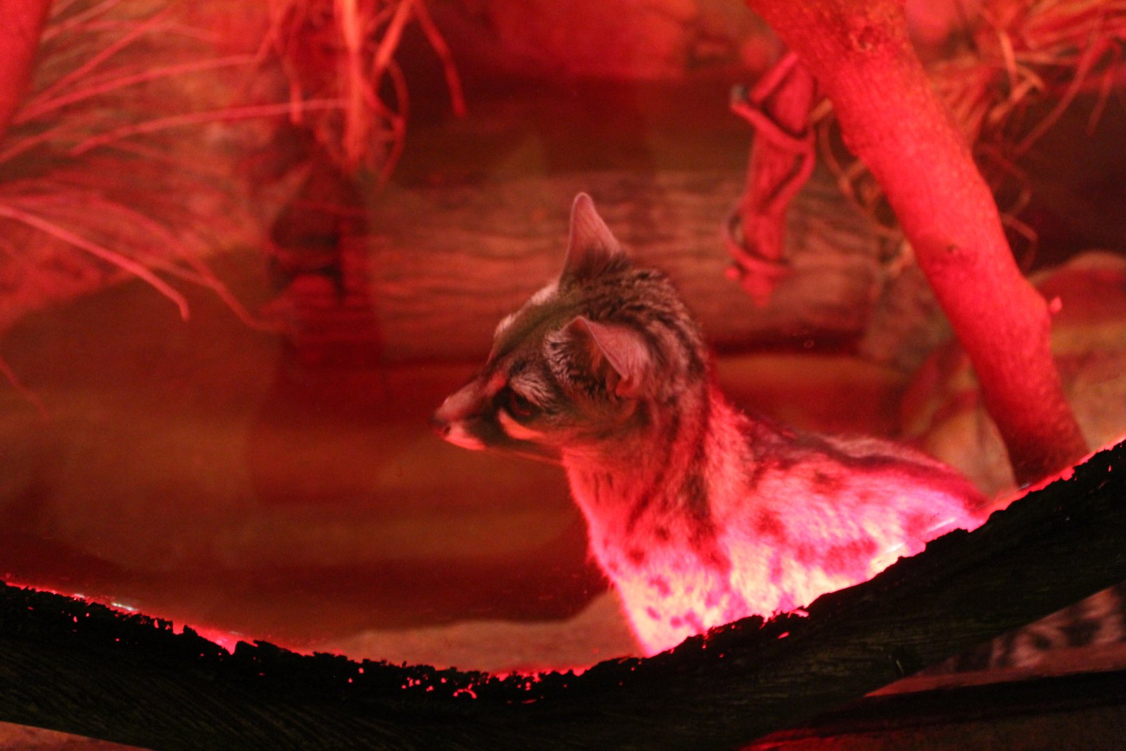 Small Spotted Genet - Deserts Edge