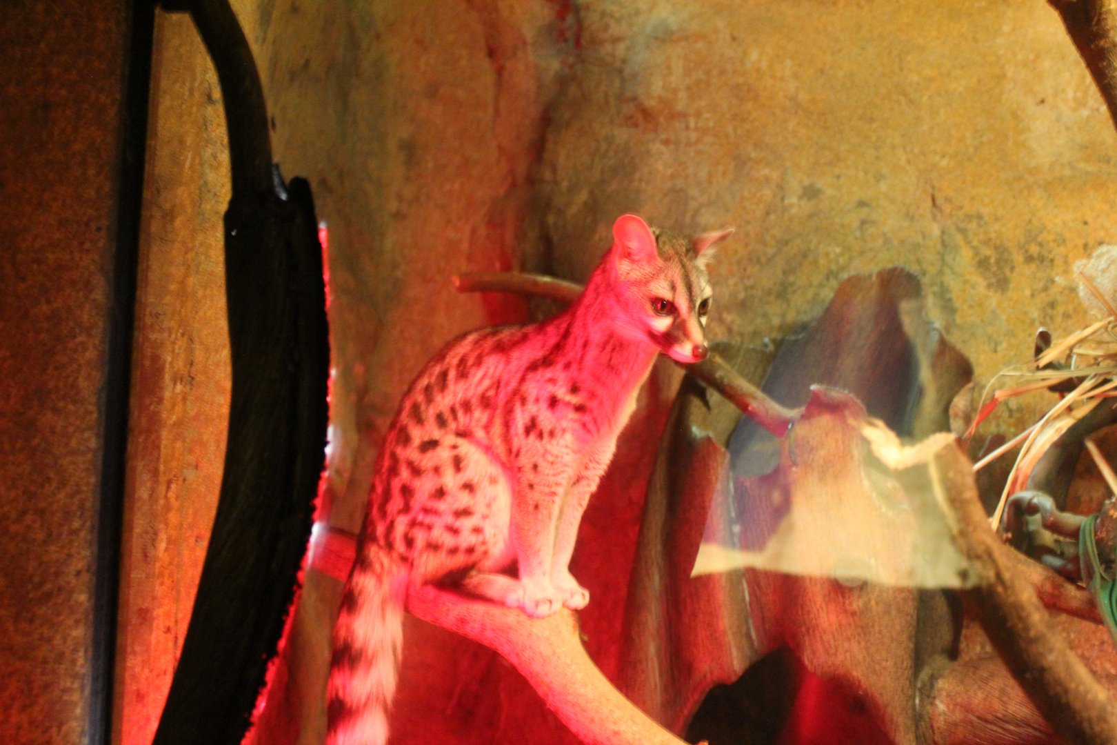 Small Spotted Genet - Deserts Edge