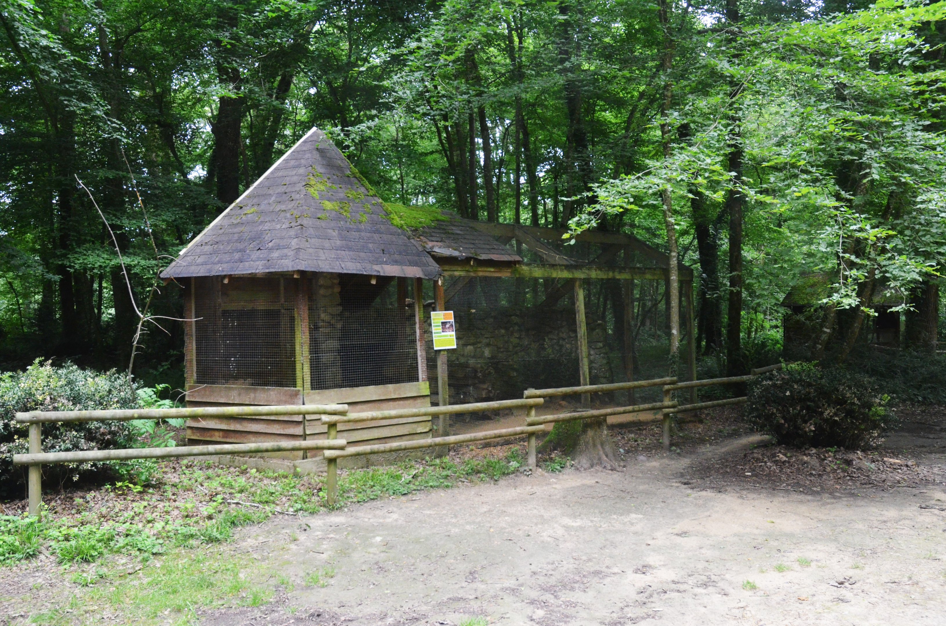 Small-spotted Genet Enclosure at Pescheray, 13/06/18