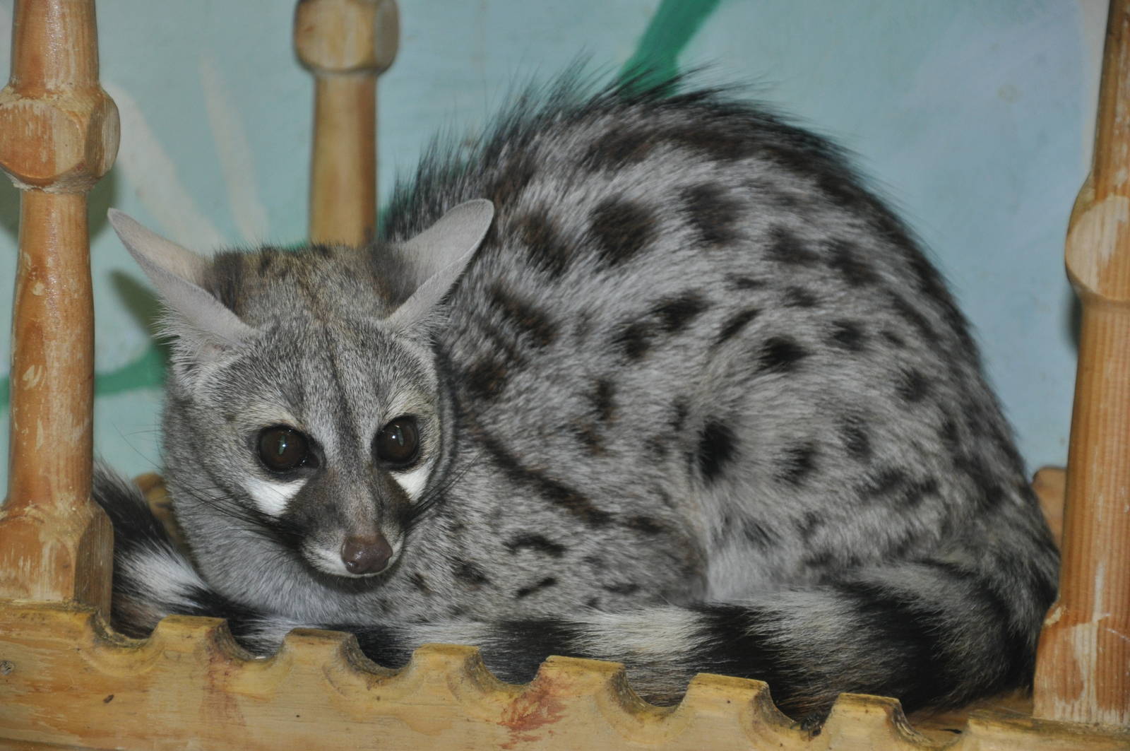 Small-spotted genet/ Genetta genetta