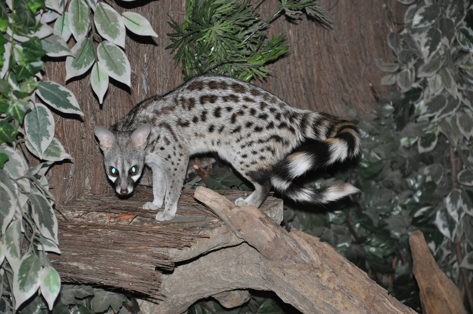 Small-spotted genet/ Genetta genetta
