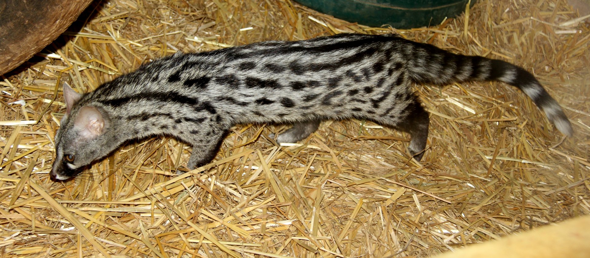 small-spotted genet (Genetta genetta)