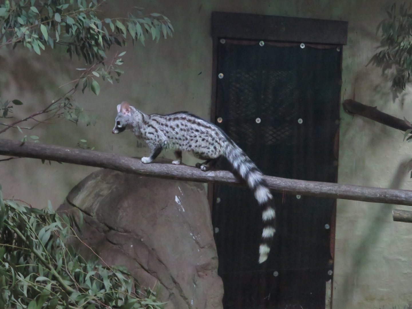 Small-spotted Genet (Genetta genetta)