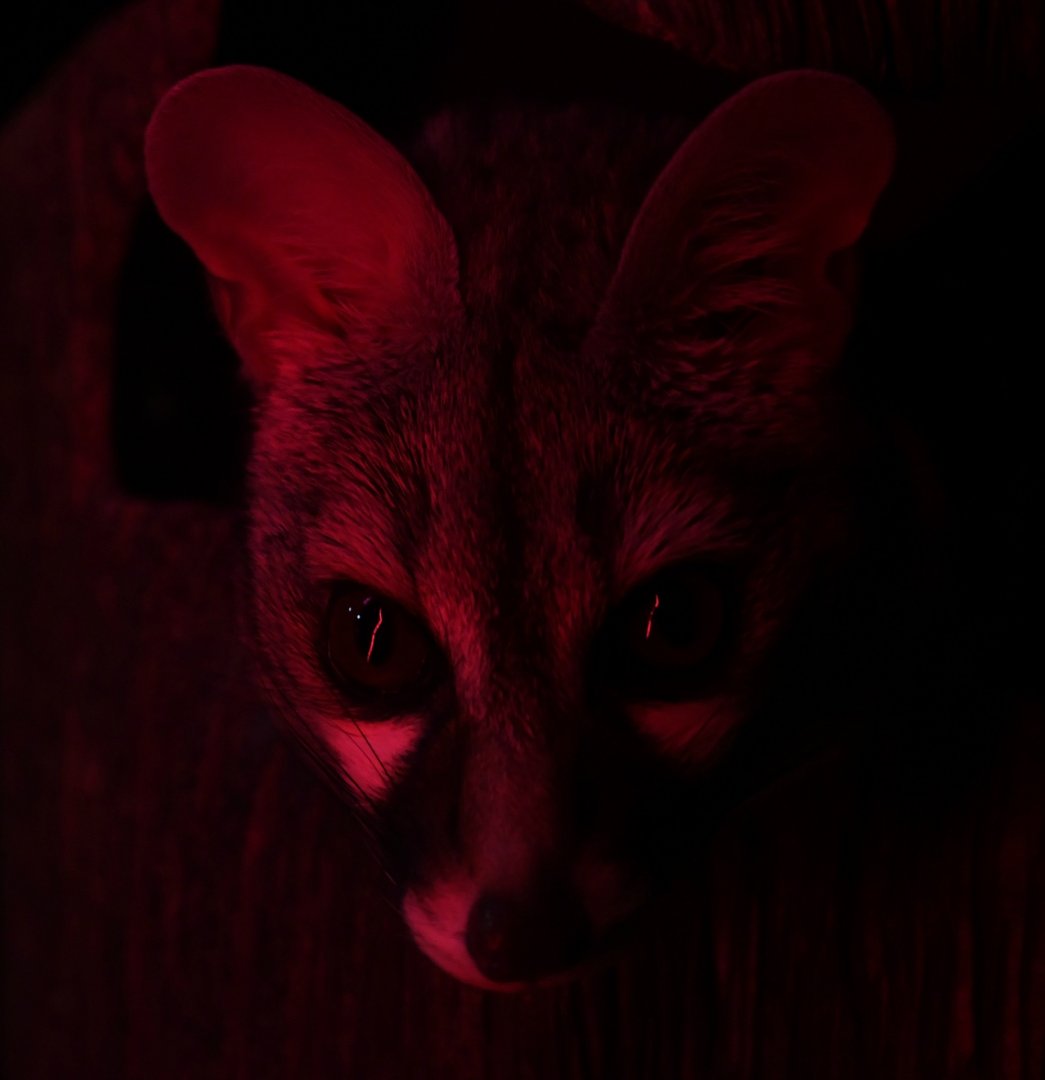 Small-spotted genet in Desert's Edge - 1/7/20