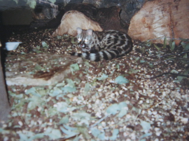 Small Spotted Genet in the Clore.