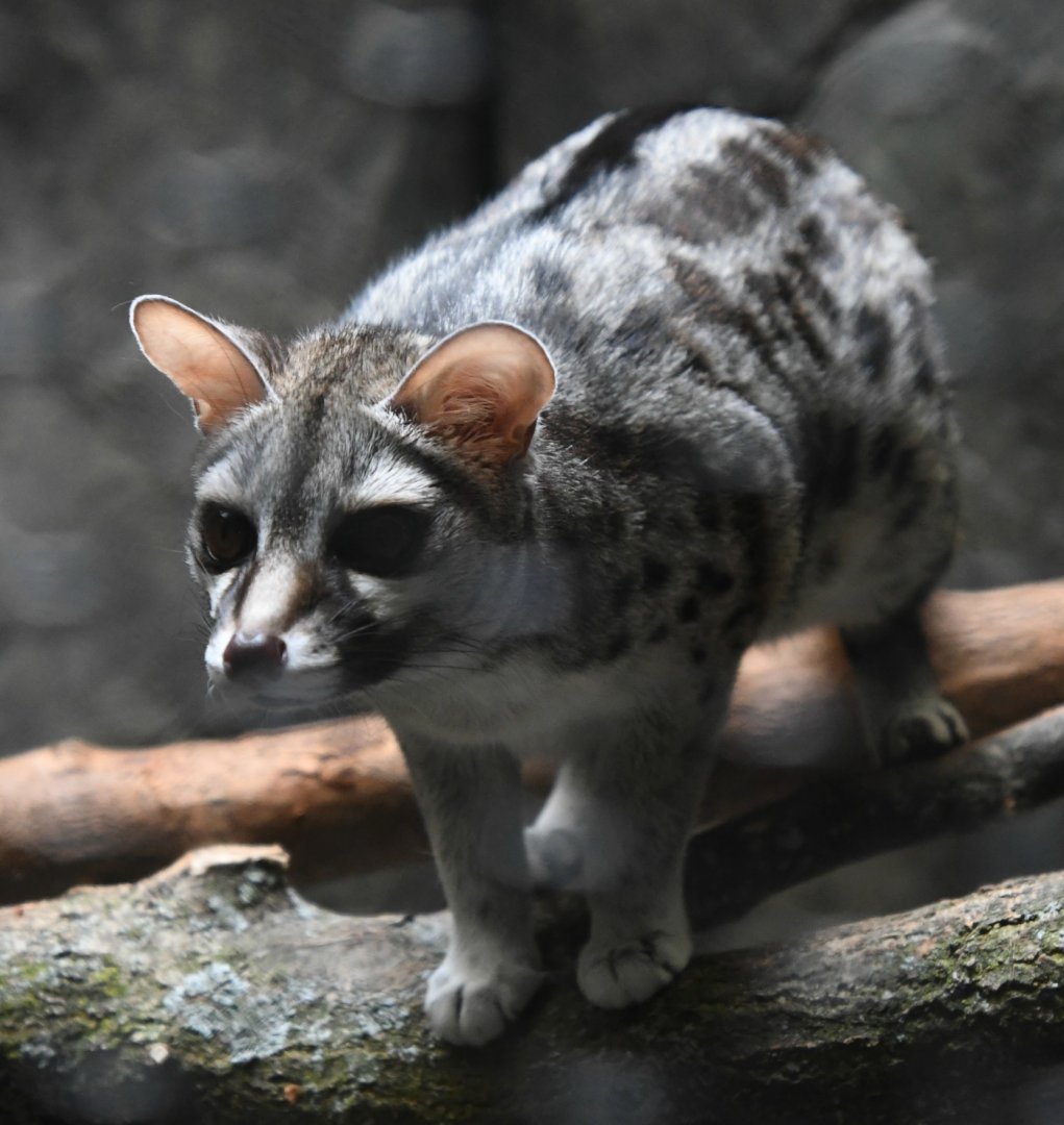 Small-Spotted Genet