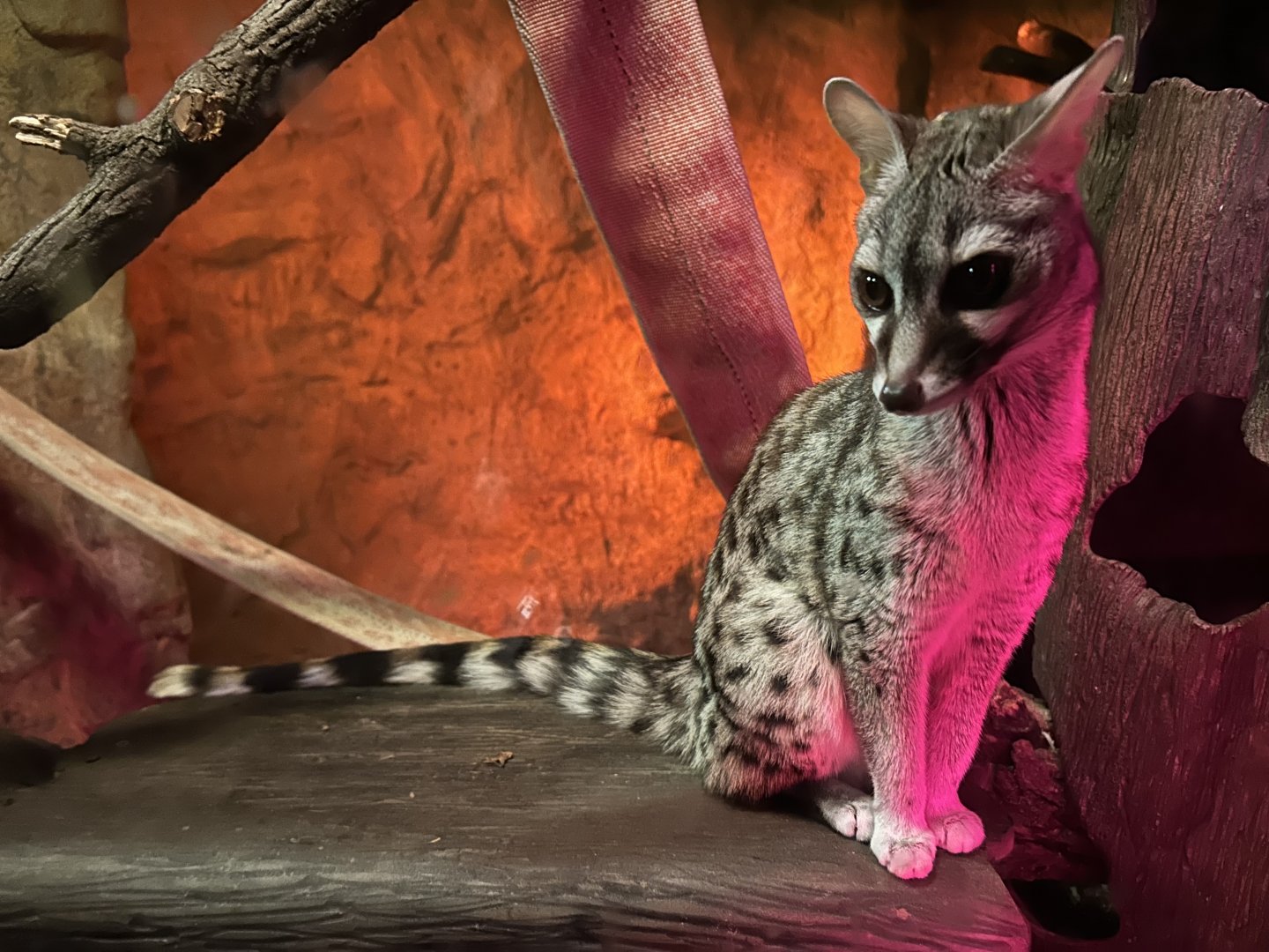 Small-spotted Genet