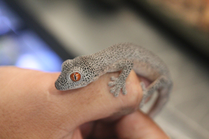 Small-spotted golden spiny-tailed gecko (Strophurus taenicauda triaureus) - Private facility
