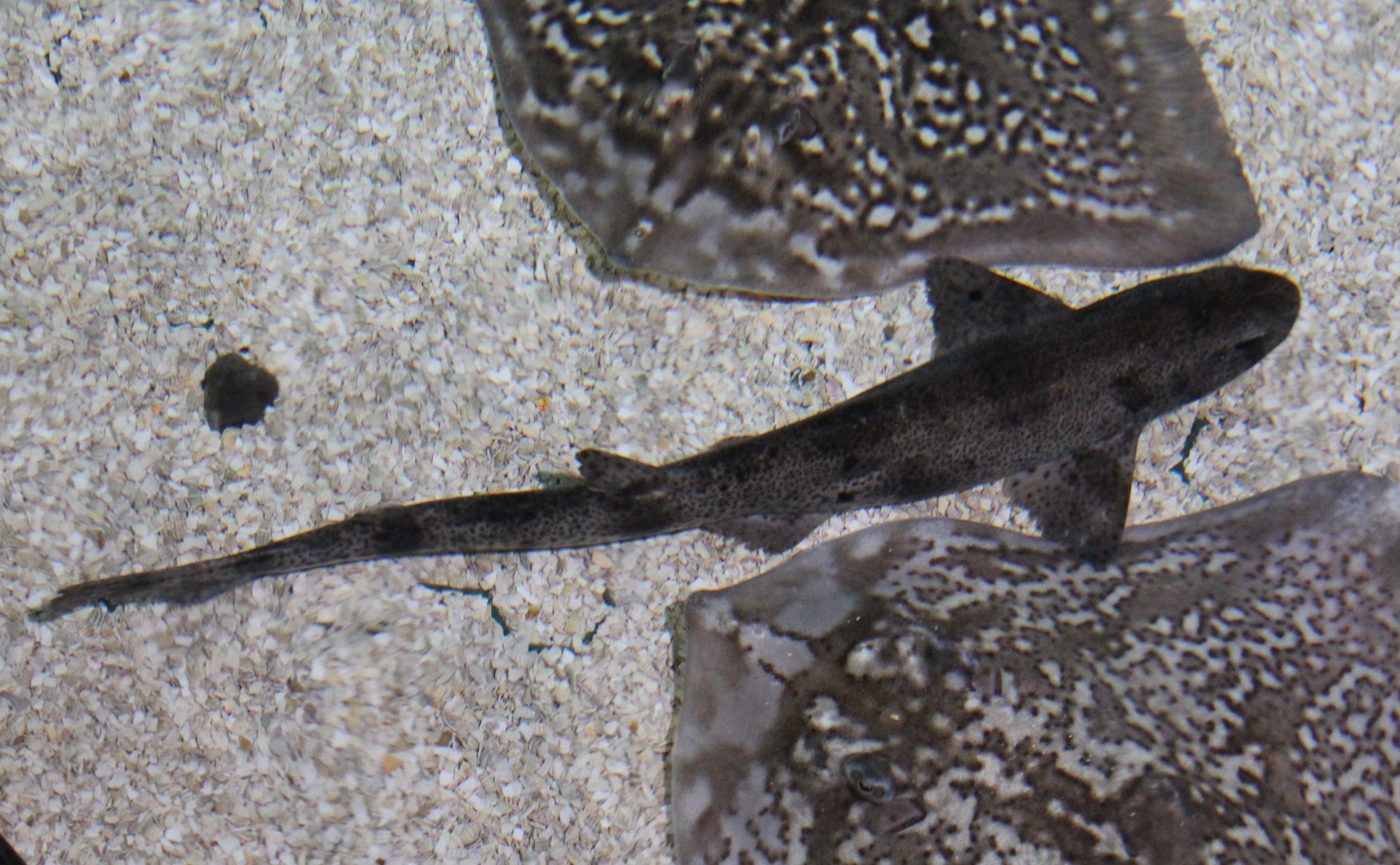 Small-spotted smooth hound