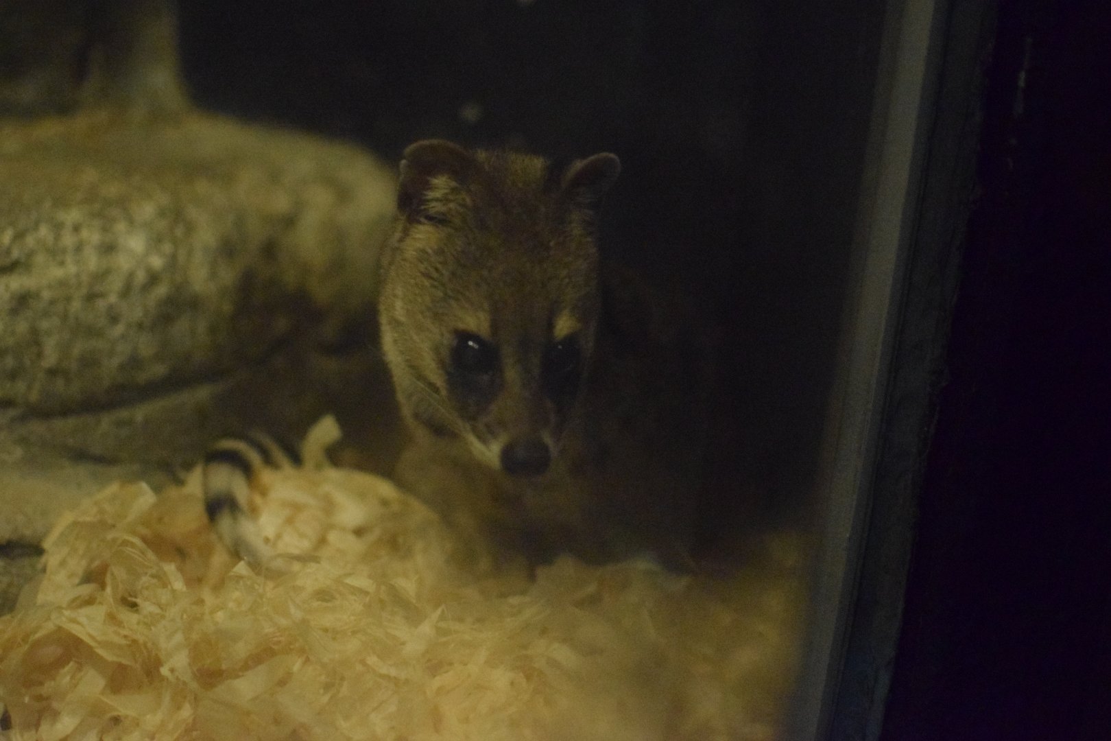 Small Sri Lankan civet