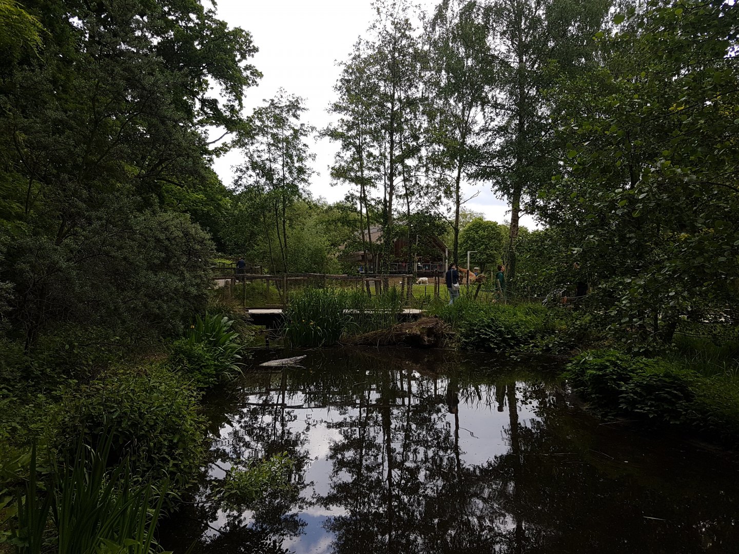 Small stream in the park