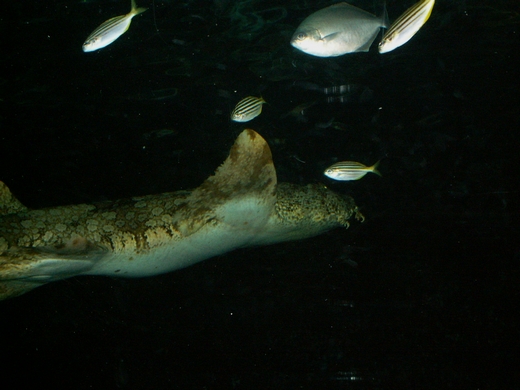 small striped fishes (perches?) , Sydney Aquarium 2008