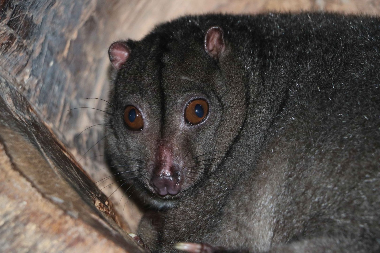 Small Sulawesi cuscus, June 2016