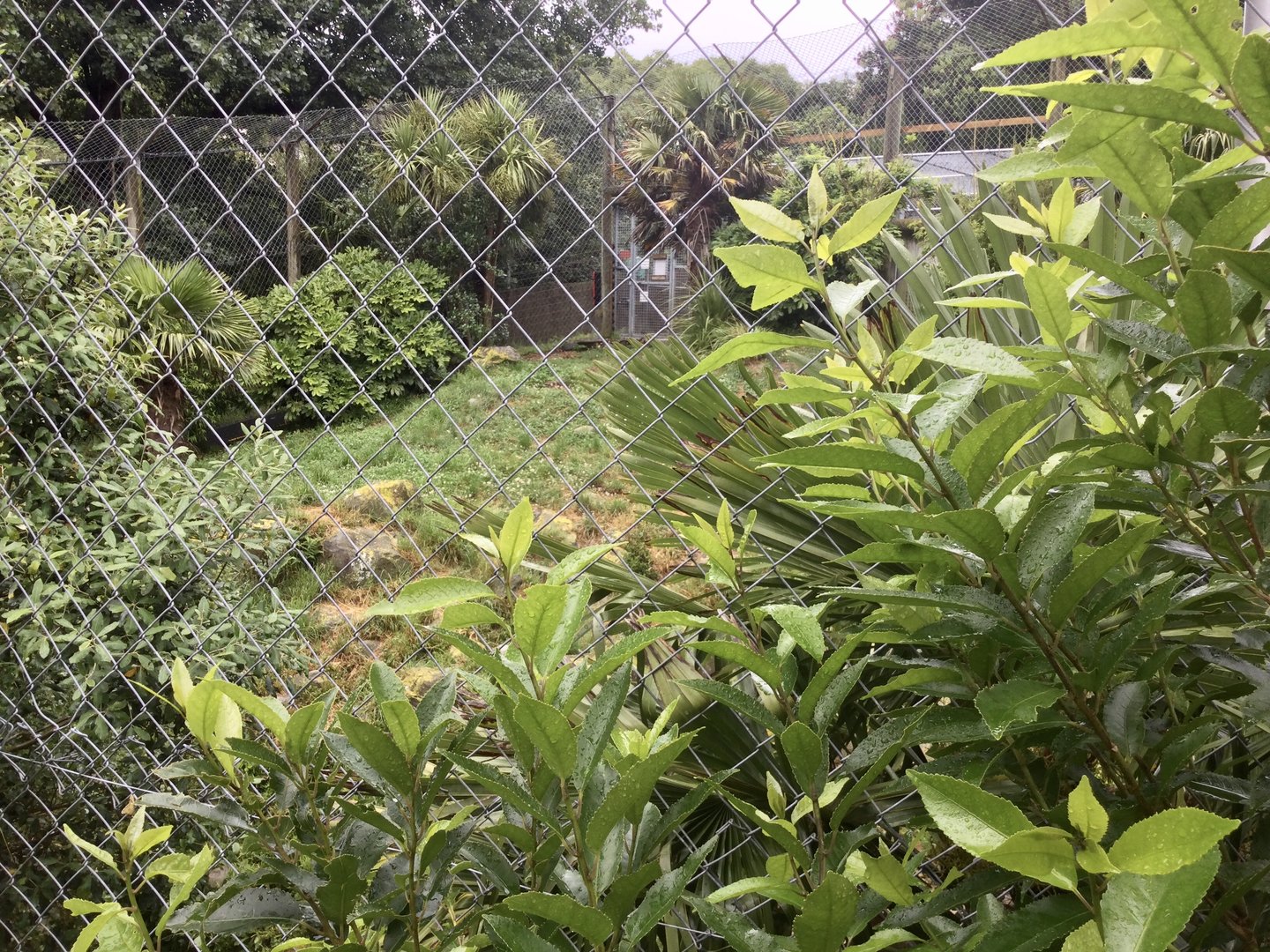 Small Sumatran Tiger Exhibit