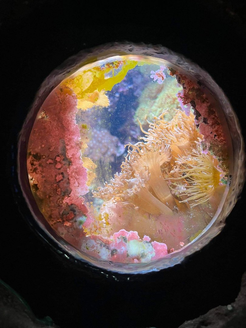 Small tank in burgers ocean