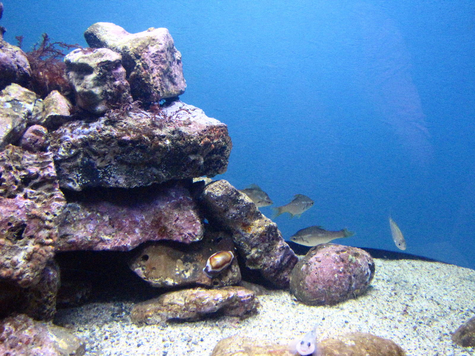 Small Tank - Kelp Forest