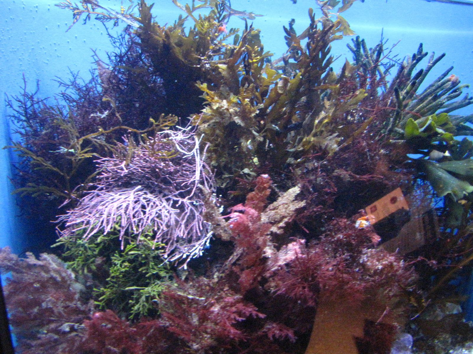 Small Tank - Kelp Forest