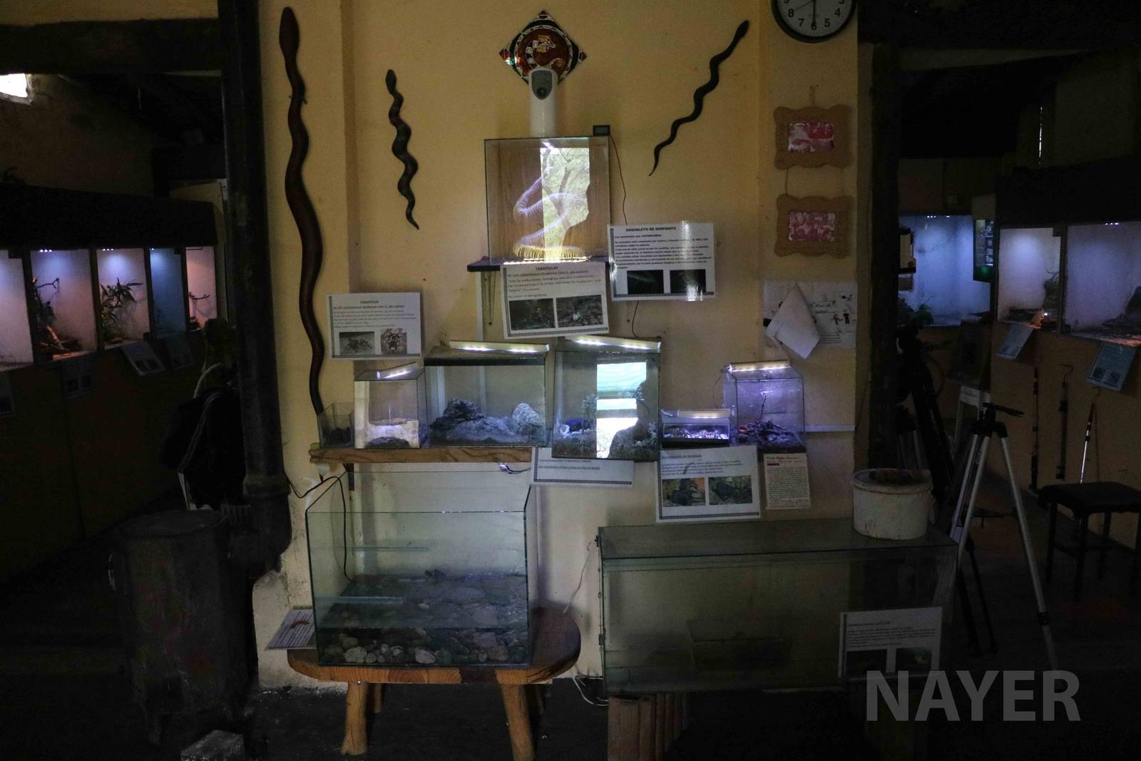 Small tanks, Serpentario Machaqway - April 2016.