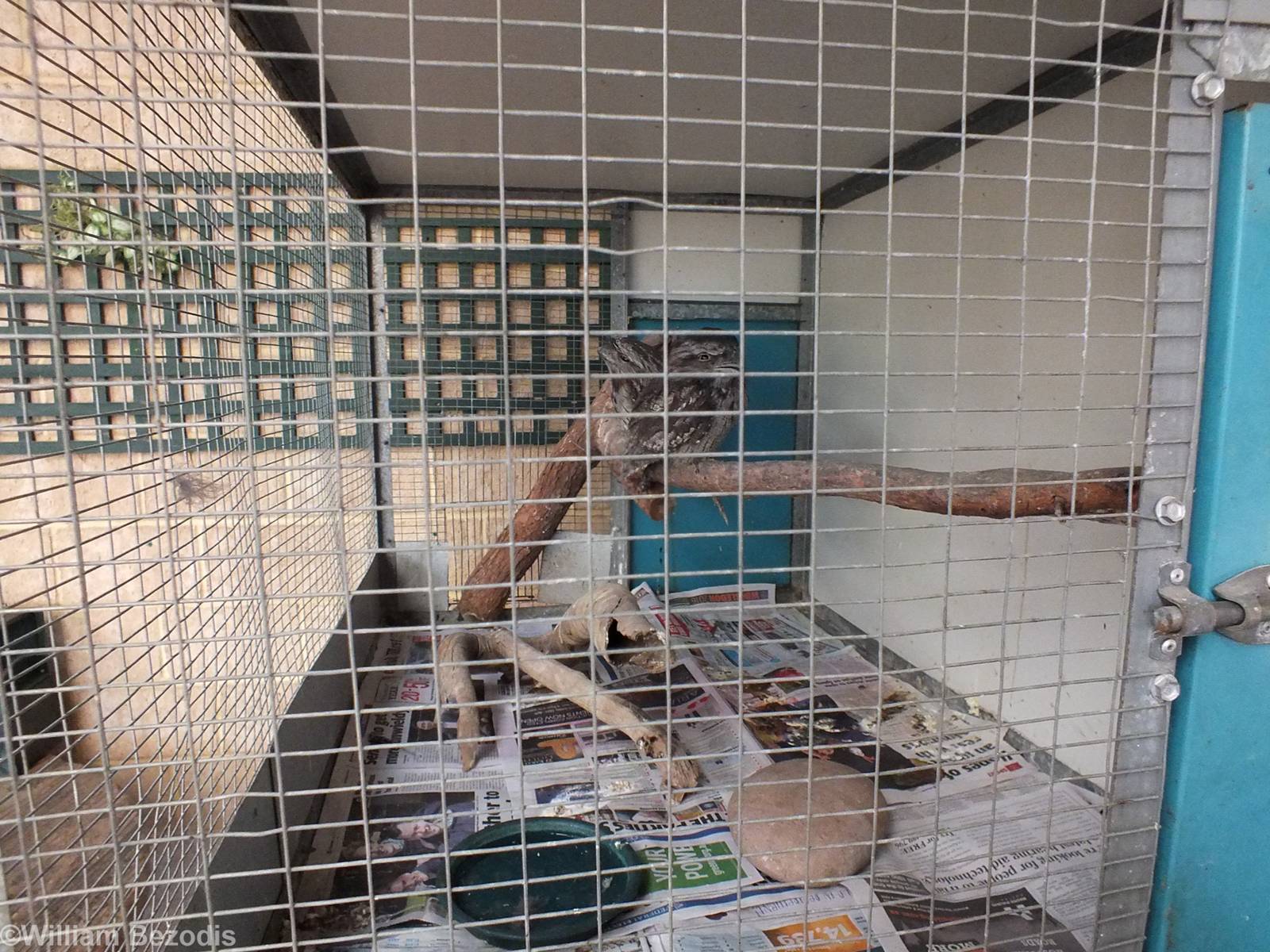 Small Tawny Frogmouth Enclosure