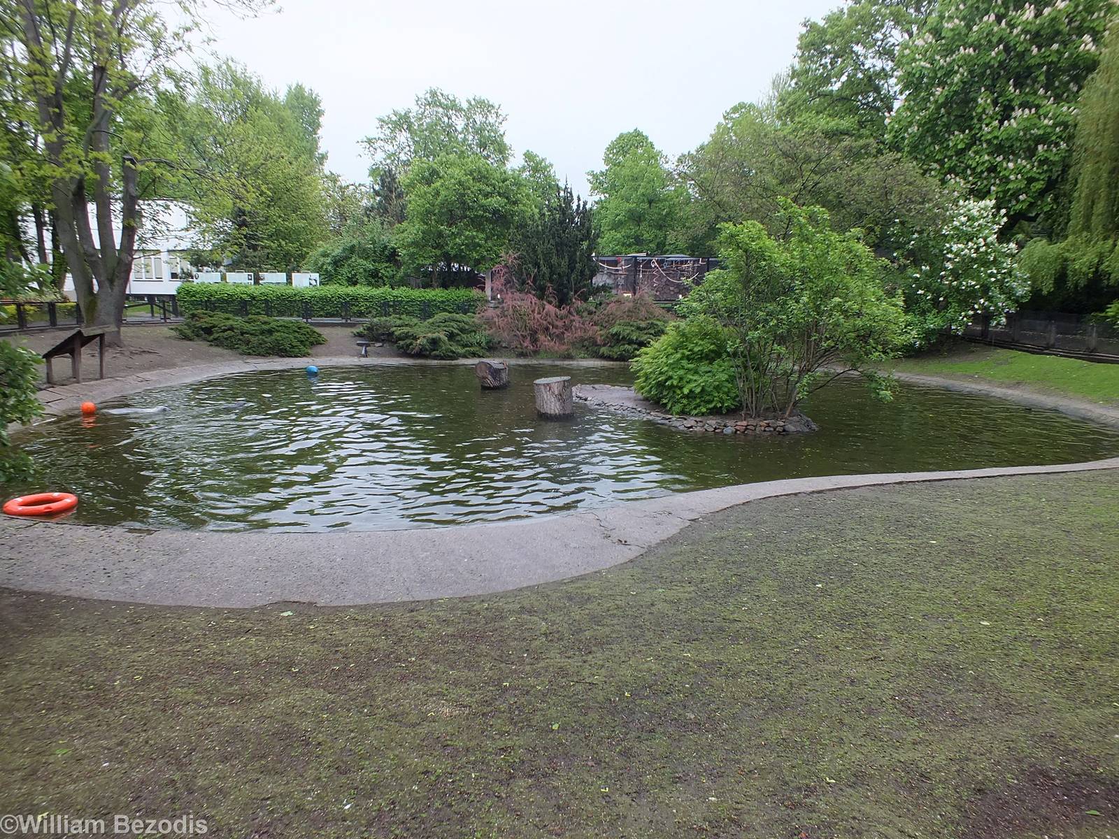 Small Temporary (hopefully) Seal Pool