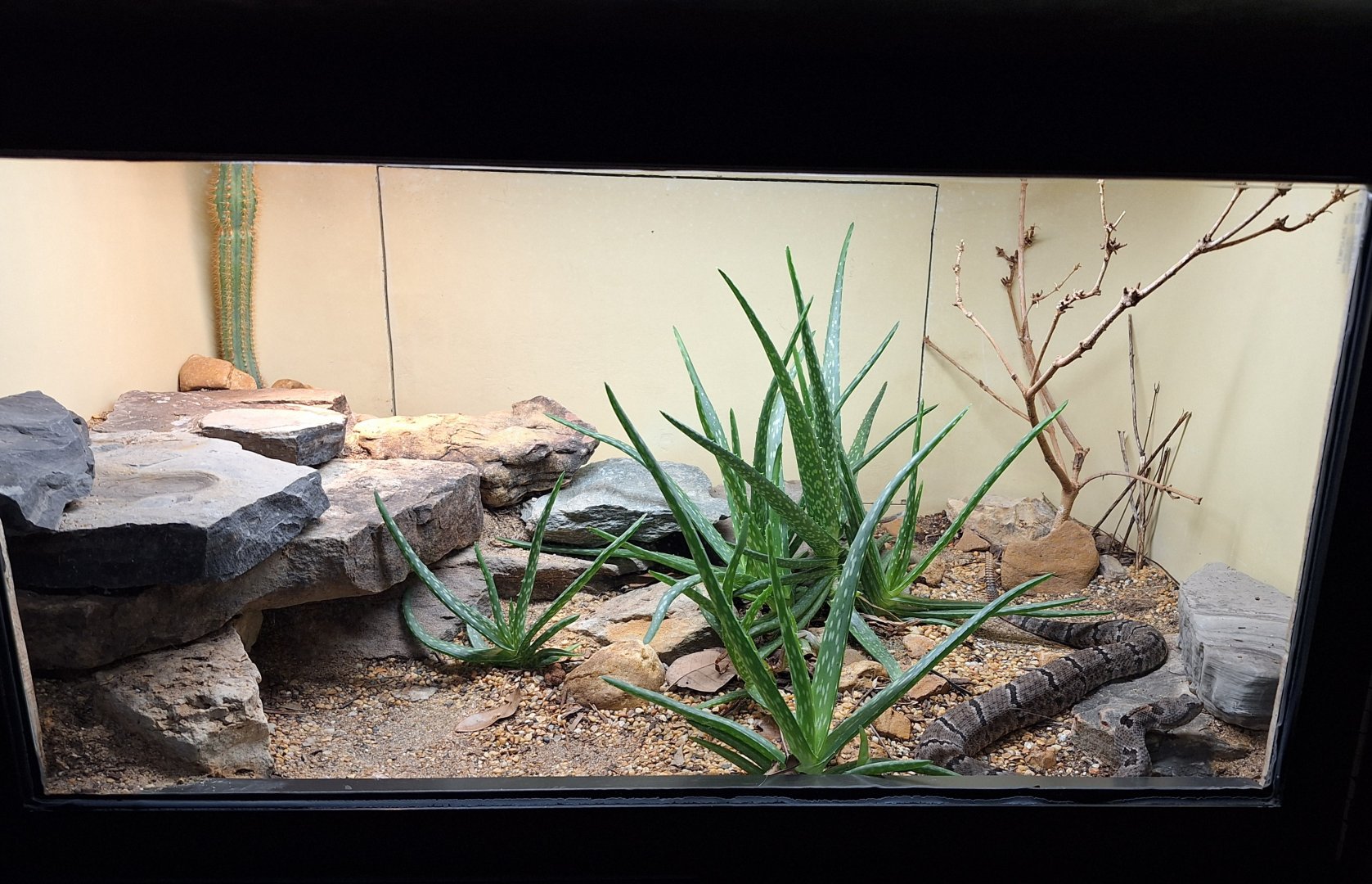 Small terrarium example (Tamaulipan rock rattlesnake enclosure)