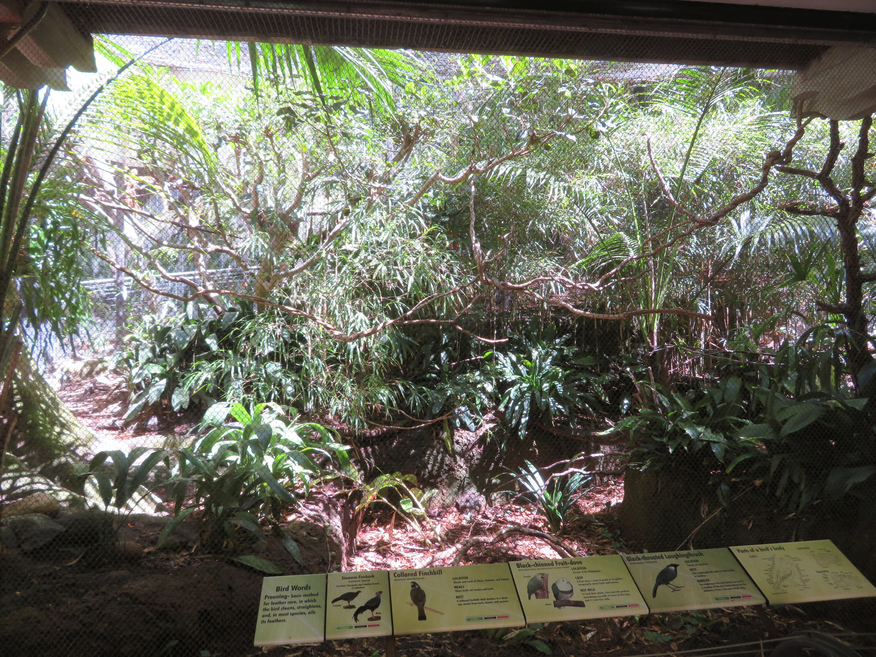 Small Tiger Trail Aviary