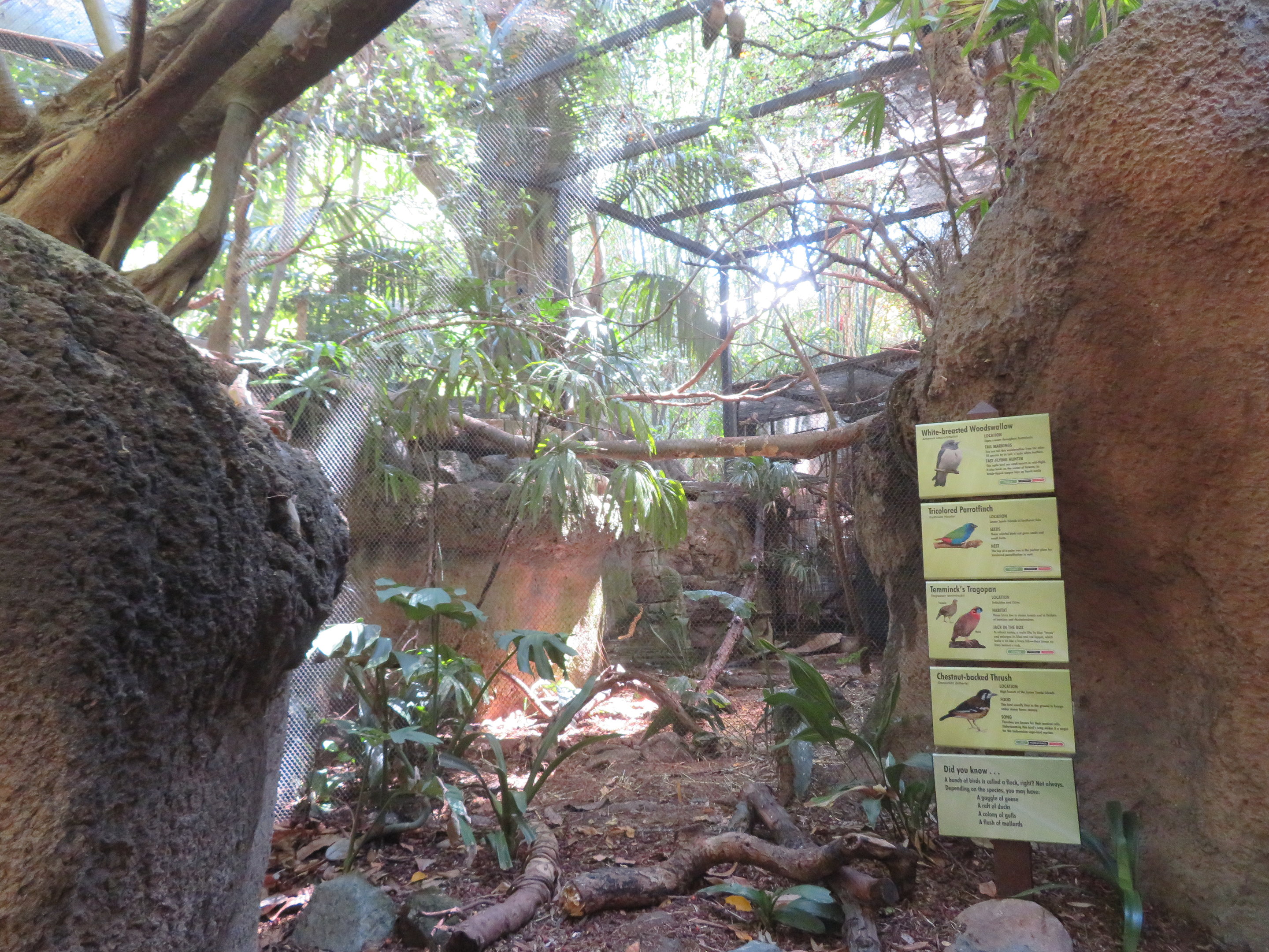 Small Tiger Trail Aviary