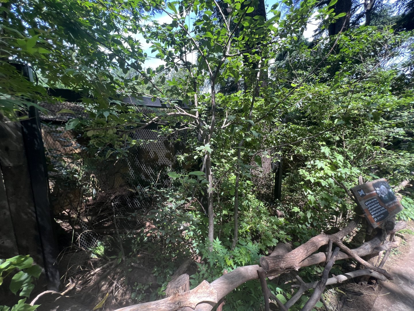 Small-toothed Ferret-badger（Melogale moschata）