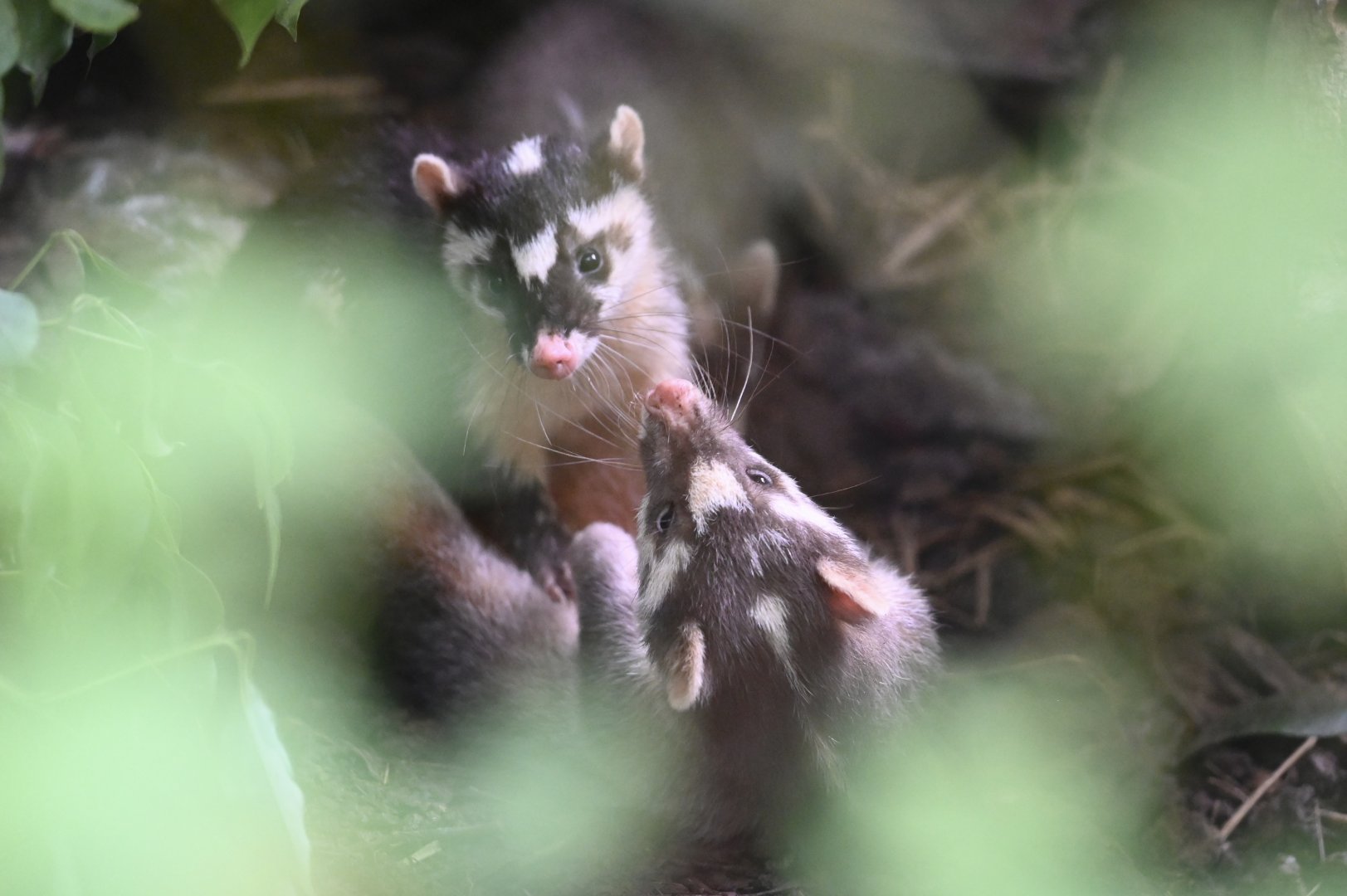 Small-toothed Ferret-badger（Melogale moschata）