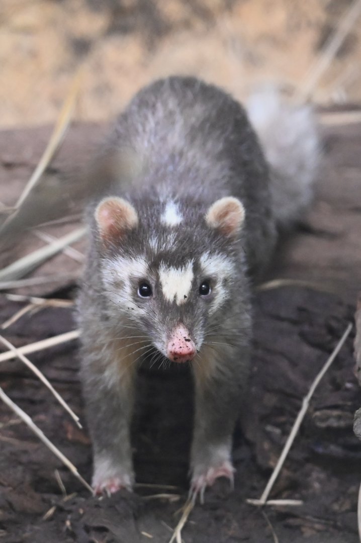 Small-toothed Ferret-badger（Melogale moschata）
