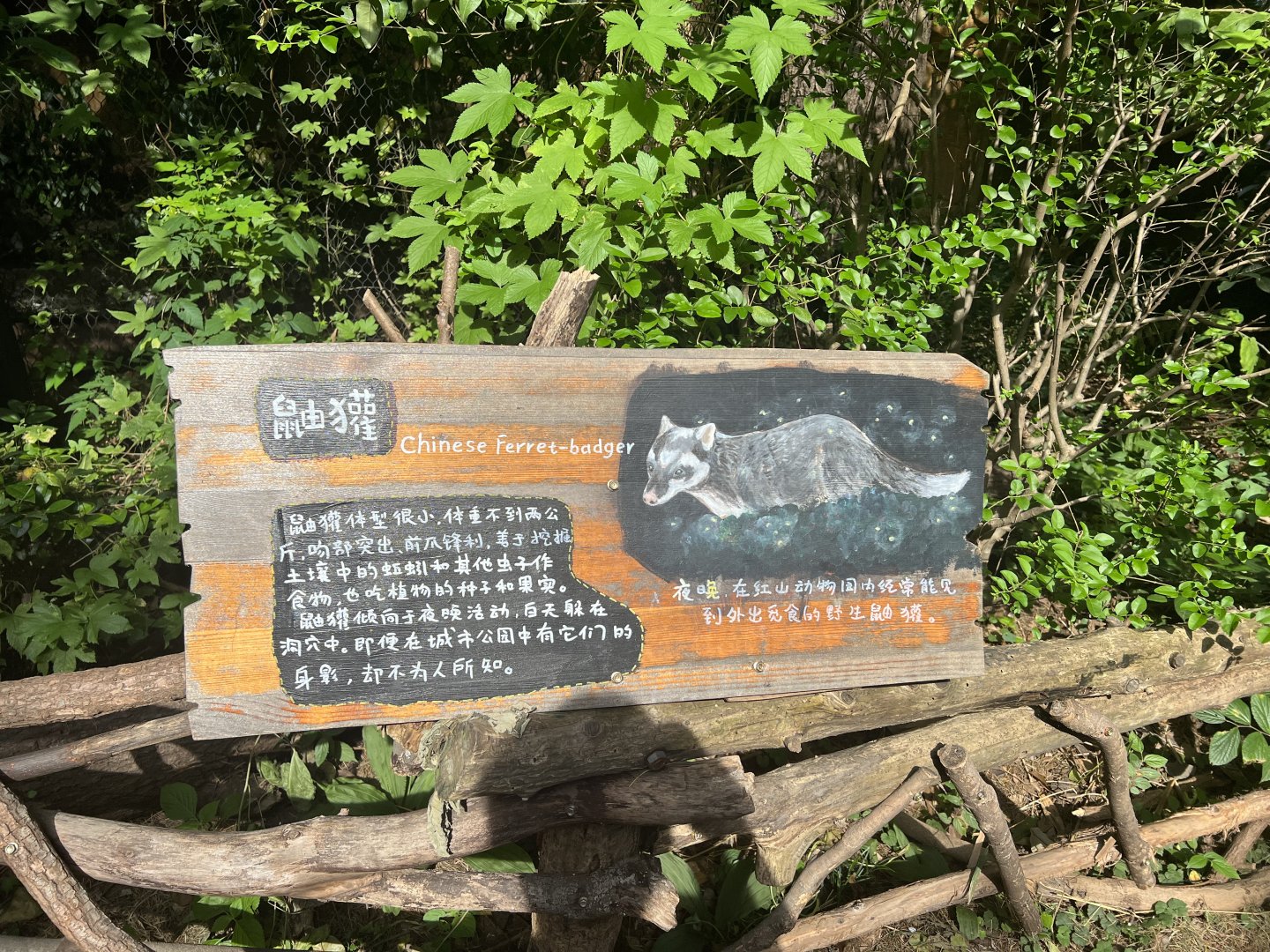 Small-toothed Ferret-badger（Melogale moschata）