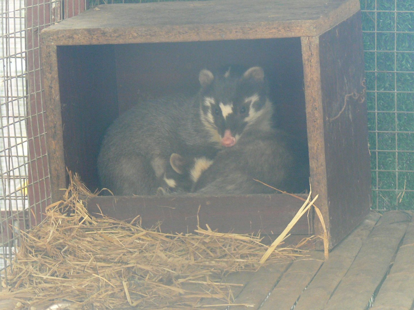 Small-toothed Ferret-badger