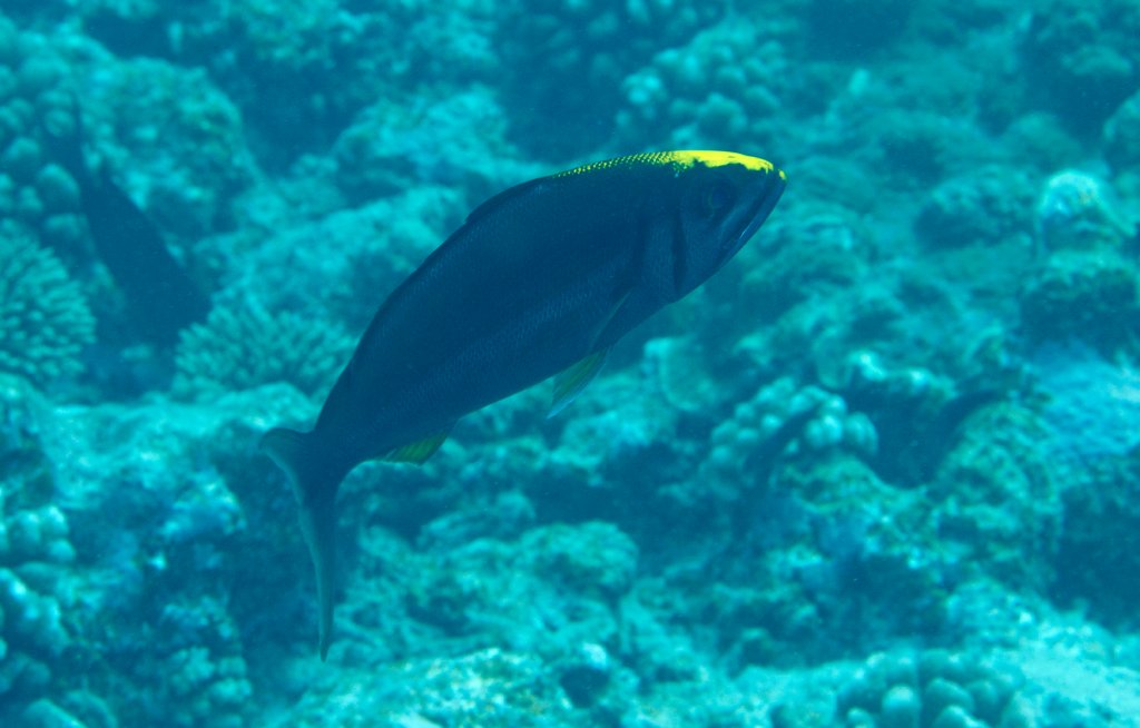 Small-toothed Jobfish (Aphareus furca)