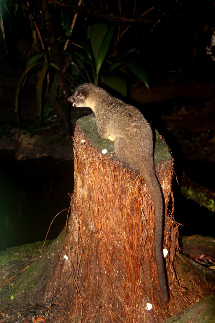 small-toothed palm civet (Arctogalidia trivirgata), also known as the three-striped palm civet