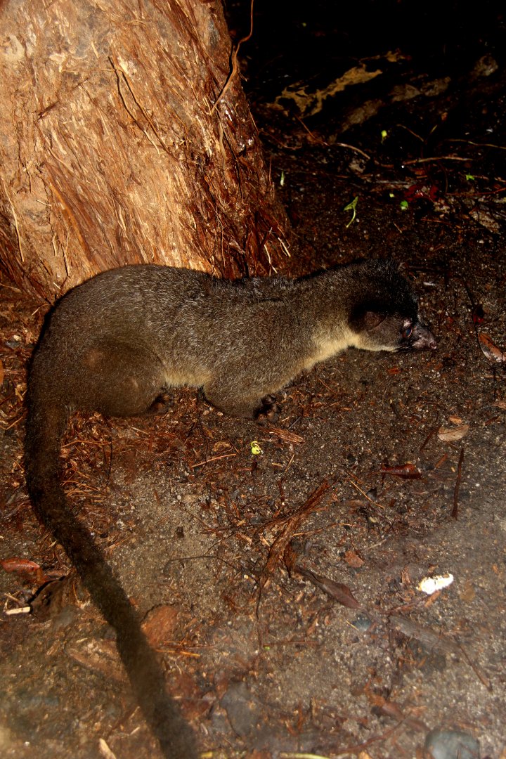 small-toothed palm civet (Arctogalidia trivirgata), also known as the three-striped palm civet