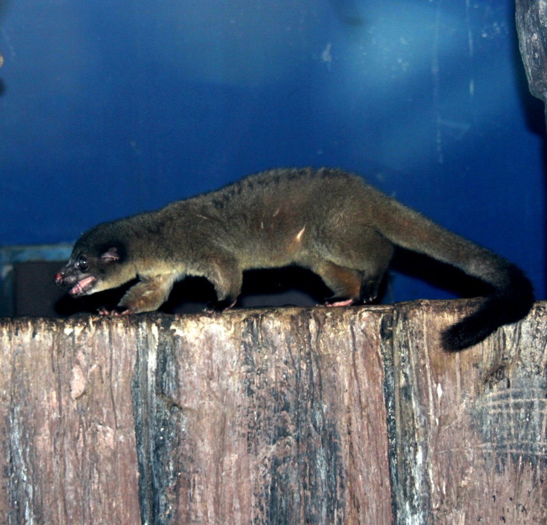 small-toothed palm civet (Arctogalidia trivirgata)