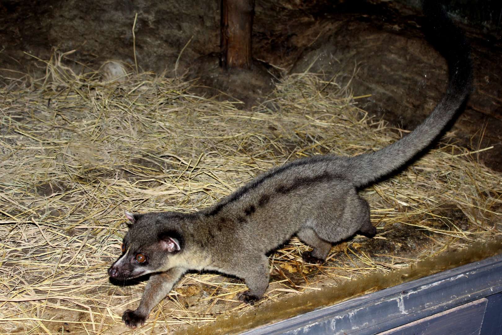 small-toothed palm civet (Arctogalidia trivirgata)