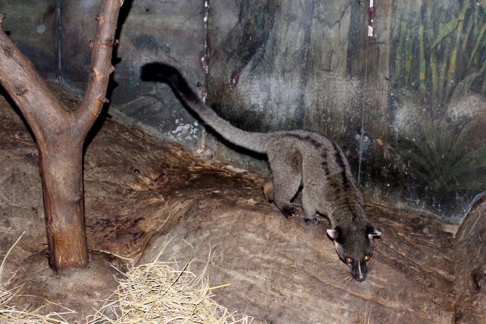small-toothed palm civet (Arctogalidia trivirgata)