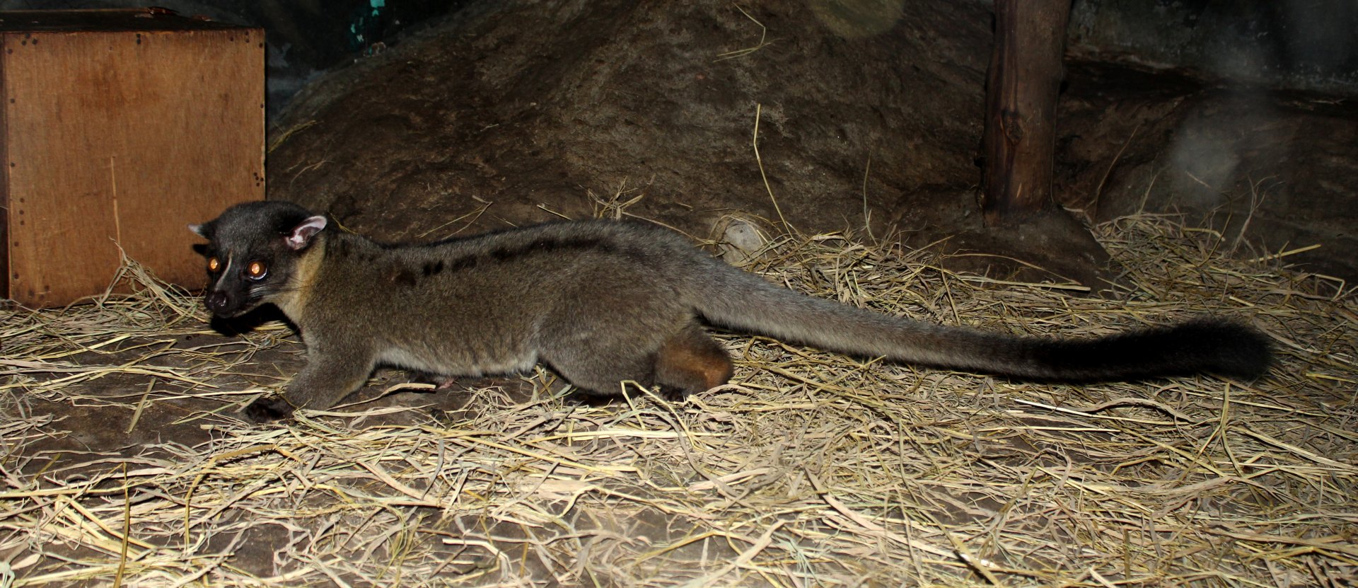 small-toothed palm civet (Arctogalidia trivirgata)