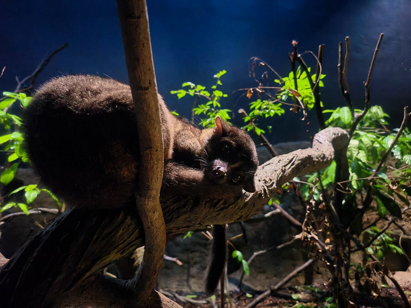 Small-Toothed Palm Civet (Arctogalidia trivirgata)